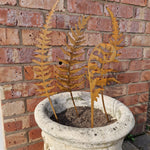 Metal Fern Leaves