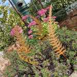 Metal Fern Leaves